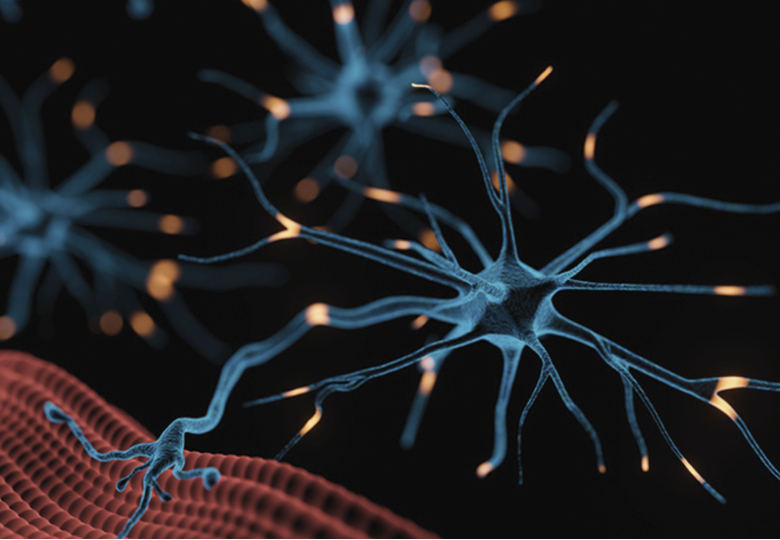 06258 neuromuscular diseases4 780